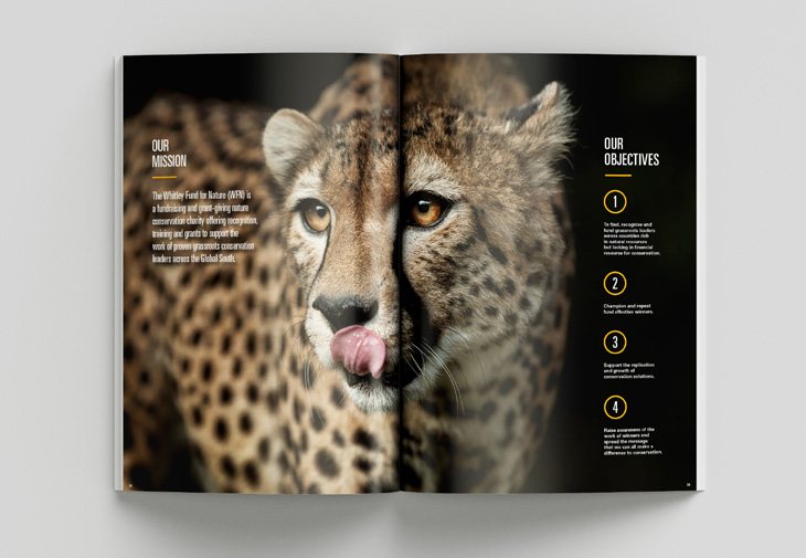 Cheetah spread